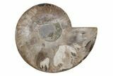 Cut & Polished Ammonite Fossil (Half) - Madagascar #212915-1